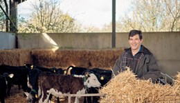 Webinar: Selecting bulls for a better block: Strategic farm webinar - Bridge Farm